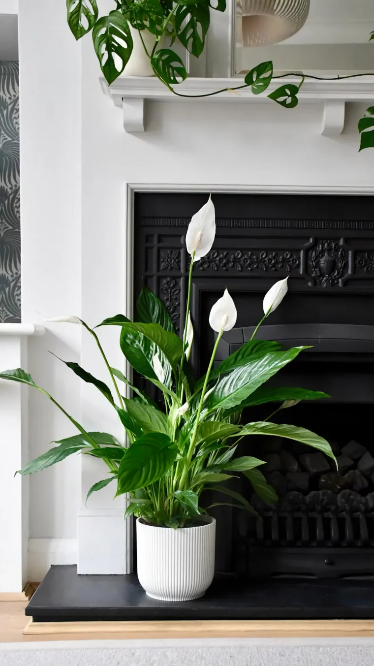 comment stimuler la floraison du spathiphyllum conseils