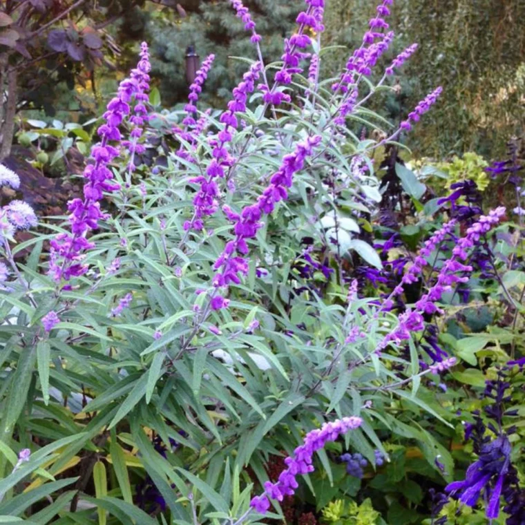 comment tailler la suage arbustive fleurs violettes