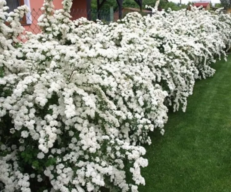 comment tailler une haie de photinia arbuste florissant