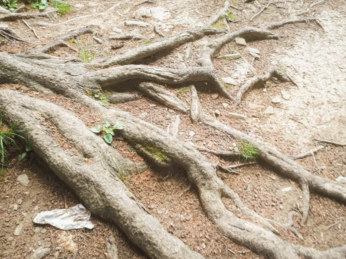 comment tuer les racines des arbuste