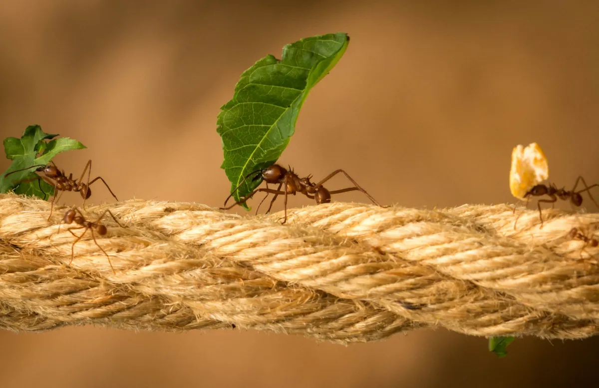 corde fibre naturelle colonie insecte feuilles vertes restes nourriture