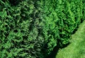 Comment tailler une haie de cyprès trop haute ? Tous les secrets pour réussir le projet