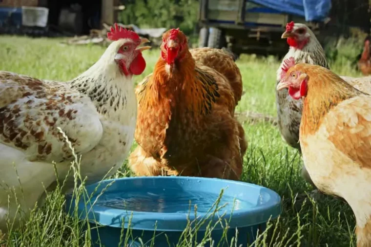 creer un abrevoir pour les poules bac blue jardiin pelouse verte.jpg