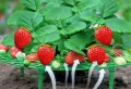 Comment faire pousser des fraises en appartement ? Un guide étape par étape pour un jardinage urbain réussi