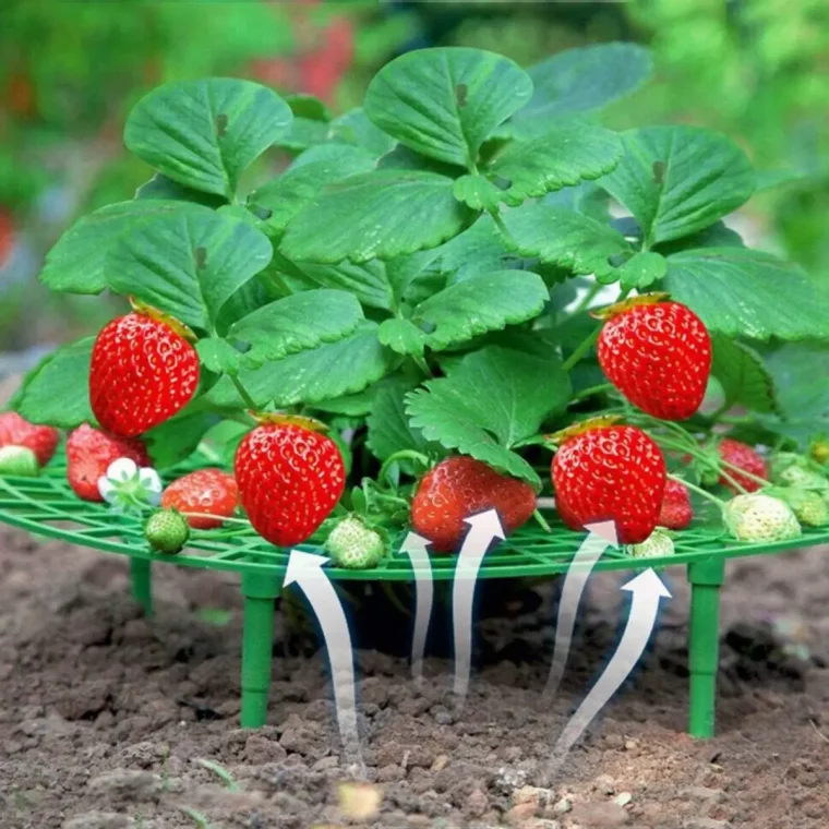 cultiver des fraises en intérieur comment faire