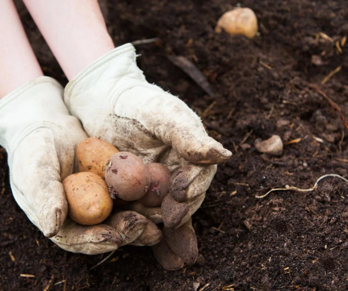 culture des pommes de terre germées astuces ppur planteter des plantes de pomme de terre