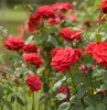 de quoi alimenter les rosiers exemples d engrais naturel efficace