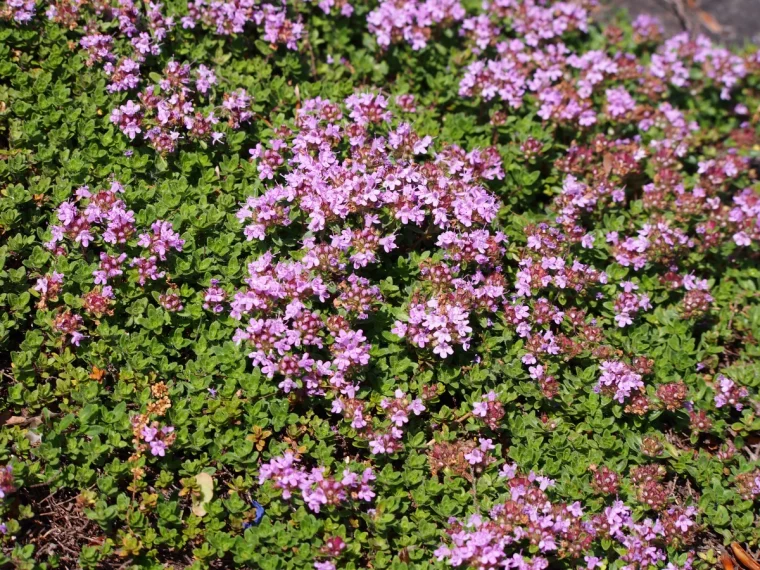 de thym pour remplacer la pelouse fleurs violettes feuilles vertes