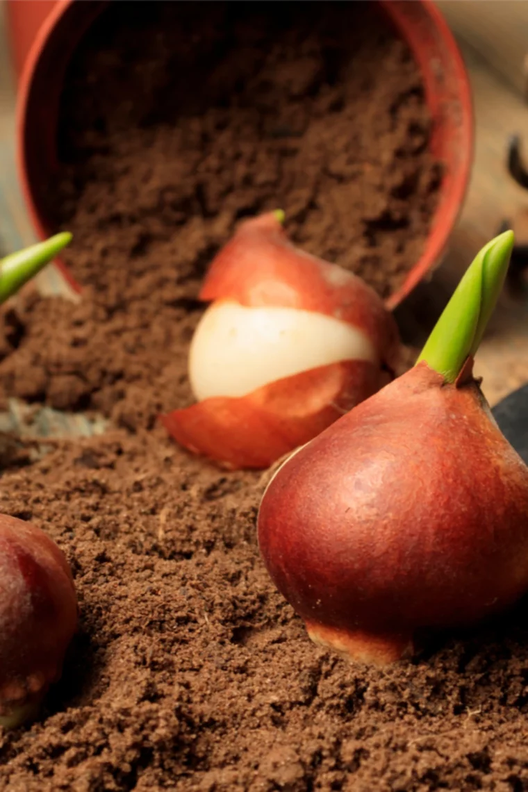 des bulbes de tulipes terre