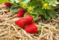 Faire pousser ses propres fraises : suivez le guide étape par étape