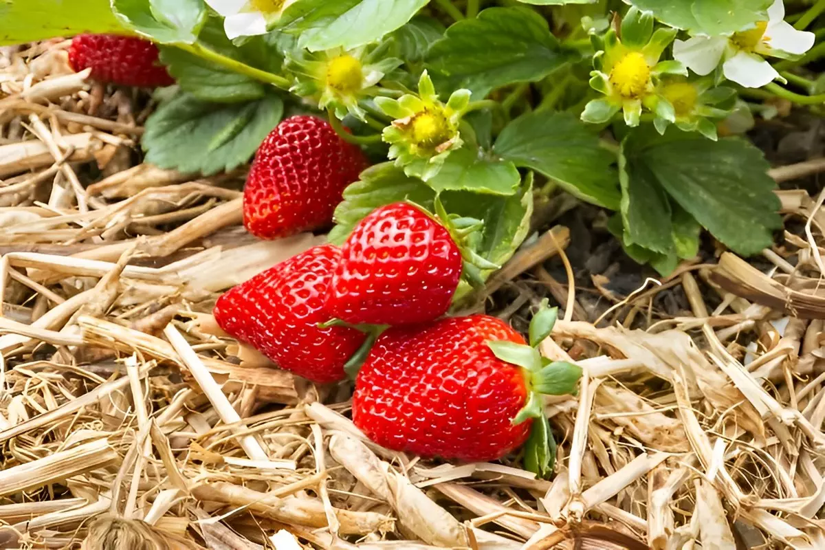 des fraises mures pretes a cueillir sur un sol recouvert de paillis de paille