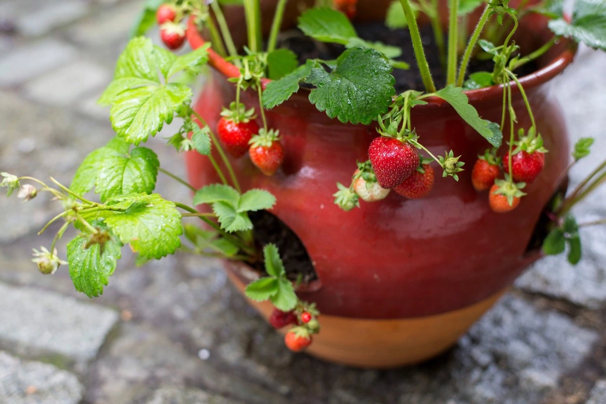 des fraises pretes a cueillir dans un pot en terre cuite