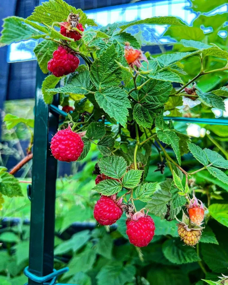 des framboises bien rouges feuilles vertes