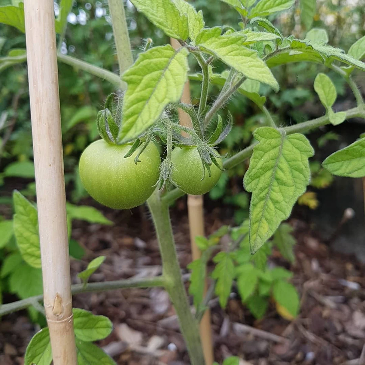 des jeunes plantes de tomates vertes engrais pour fructification