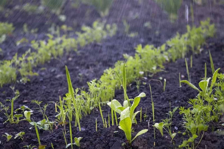 des plantation de carottes herbes verts terre