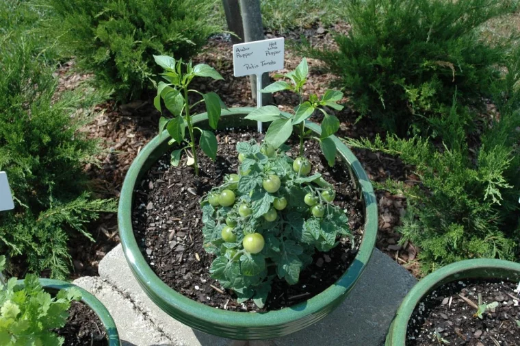 des tomates en pot est egalement possible