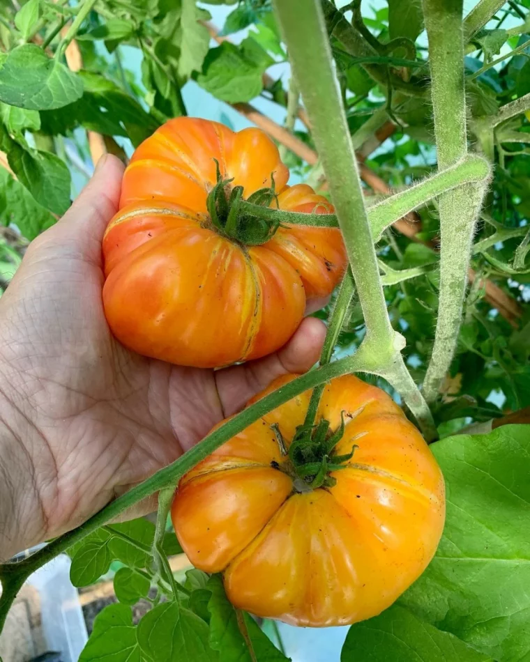 des tomates orange en pleine croissance fertilisant cendre de bois