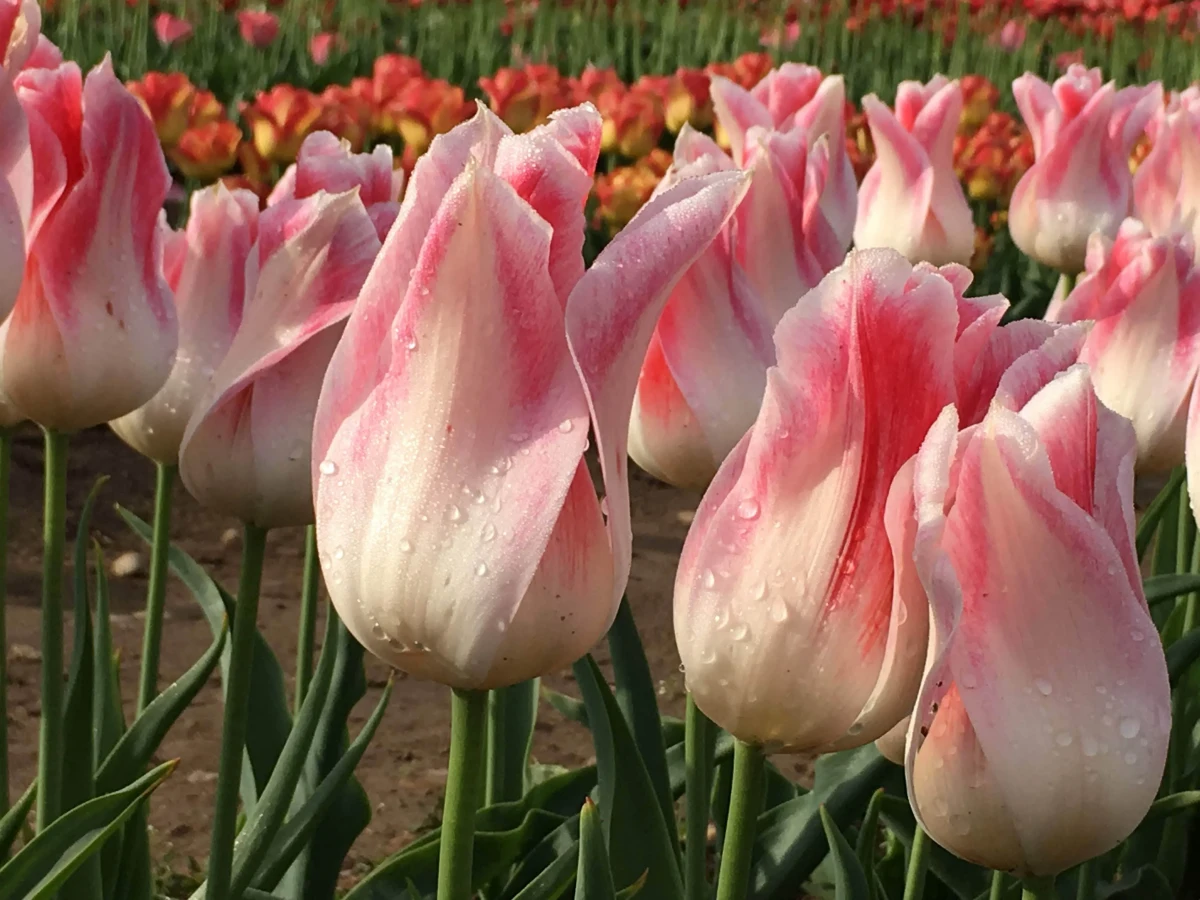 des tulipes roses plantation tardive