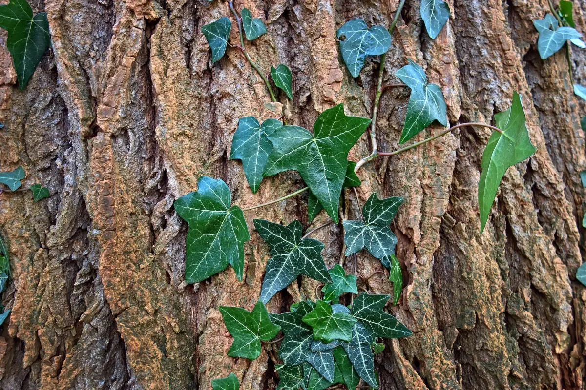 ecorce d arbre plante grimpante feuilles persistantes nature