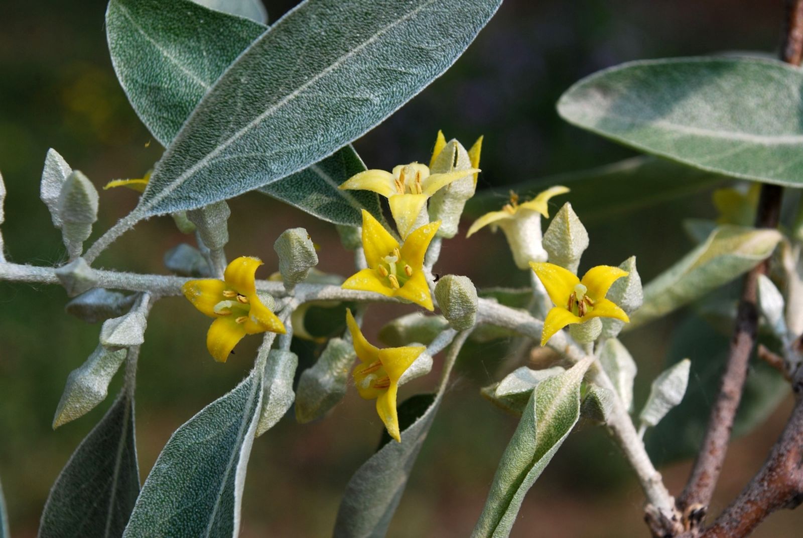 elaeagnus angustifolia feuilles longues vertes fleurs jaunes