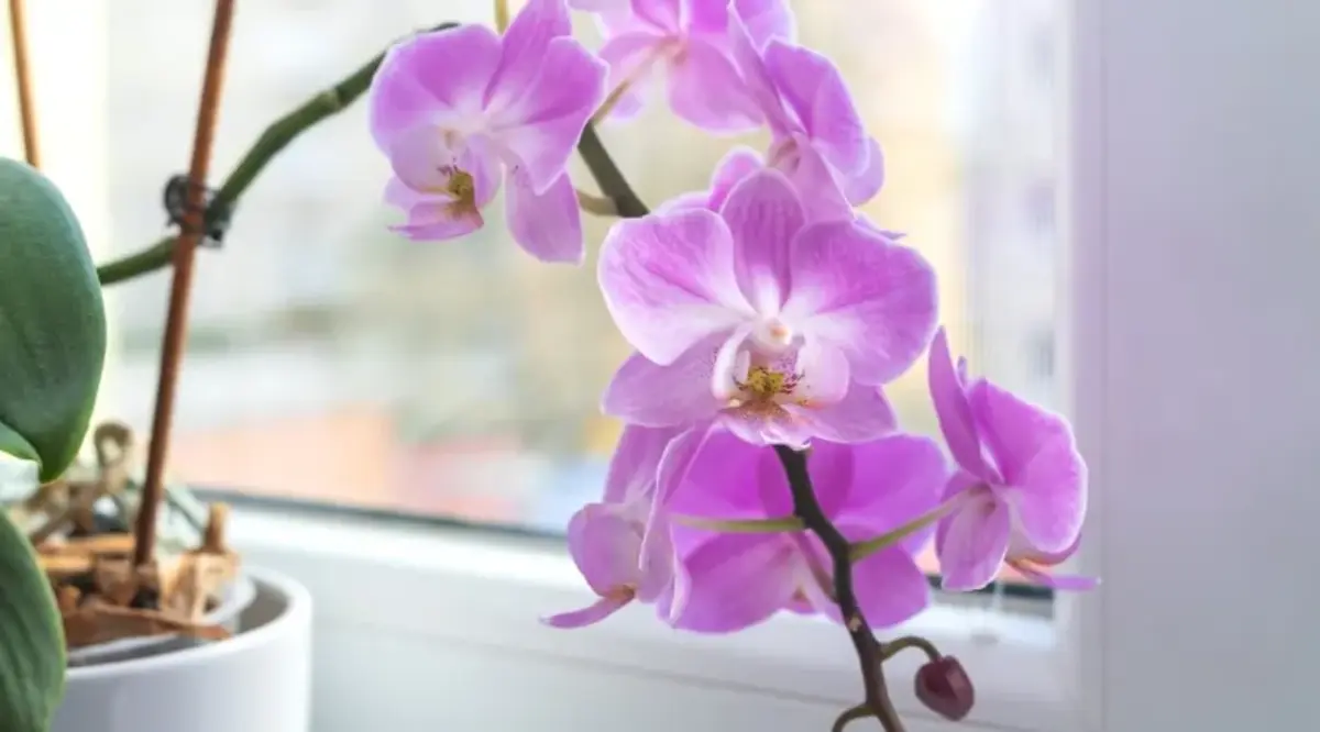 entretien orchidée booster floraison