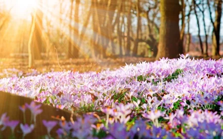 equinoxe du printemps tout se reveille a la vie avec les premiers fleurs du printemps