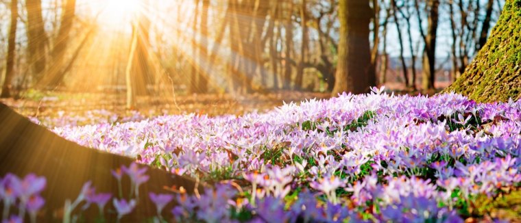 equinoxe du printemps tout se reveille a la vie avec les premiers fleurs du printemps