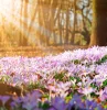 equinoxe du printemps tout se reveille a la vie avec les premiers fleurs du printemps