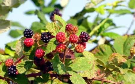 eradiquer les ronces du jardin fruits mures sauvages nourriture oiseaux