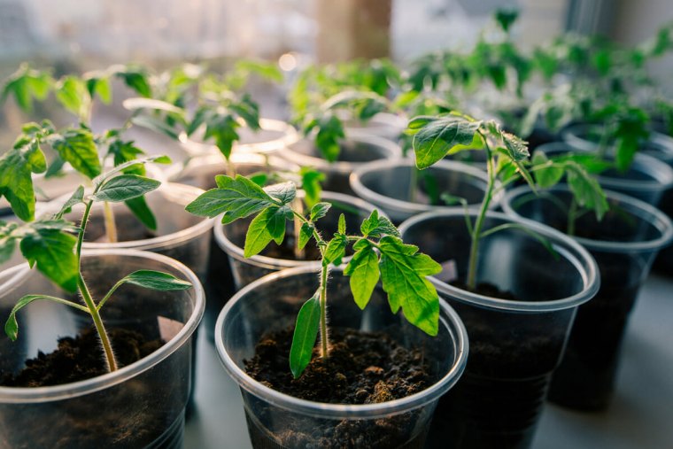 faire des semis de tomates en godets avec la lune