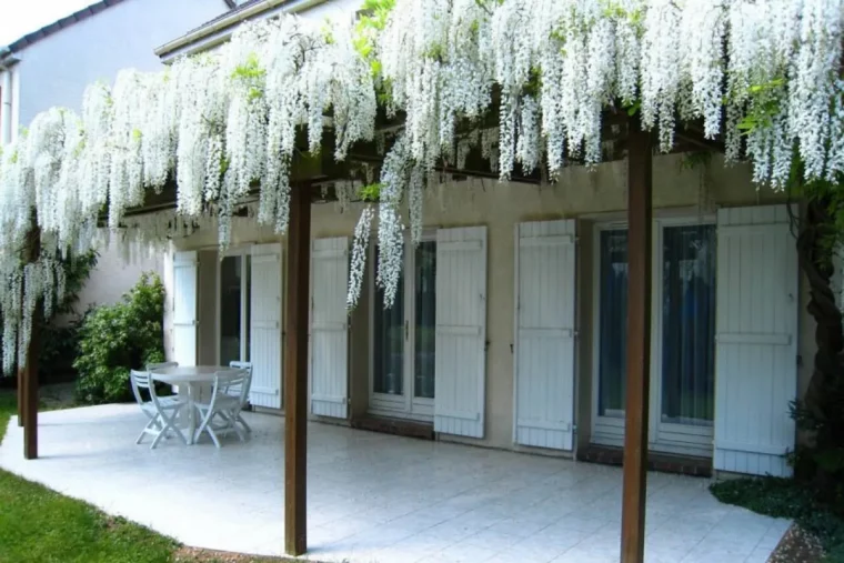 faire pousser une branche de glycine glycine blanche sur letoit dune maison