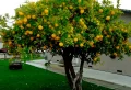 Comment faire reprendre un citronnier qui a perdu ses feuilles ? Quelle période pour greffer un citronnier ? Conseils de pro