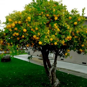 faire reprendre un citronnier qui a perdu ses feuilles citronnier aux fruits dans une cour devant maison