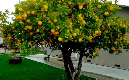 faire reprendre un citronnier qui a perdu ses feuilles citronnier aux fruits dans une cour devant maison