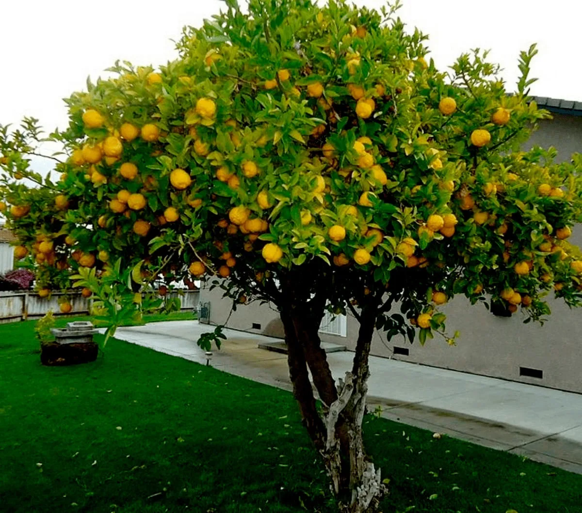 faire reprendre un citronnier qui a perdu ses feuilles citronnier aux fruits dans une cour devant maison