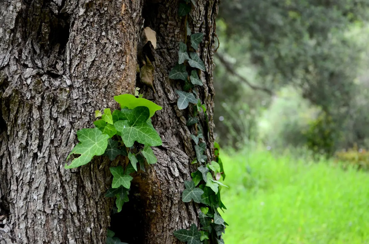 faut il enlever le lierre des arbres ecorce feuilles vertes