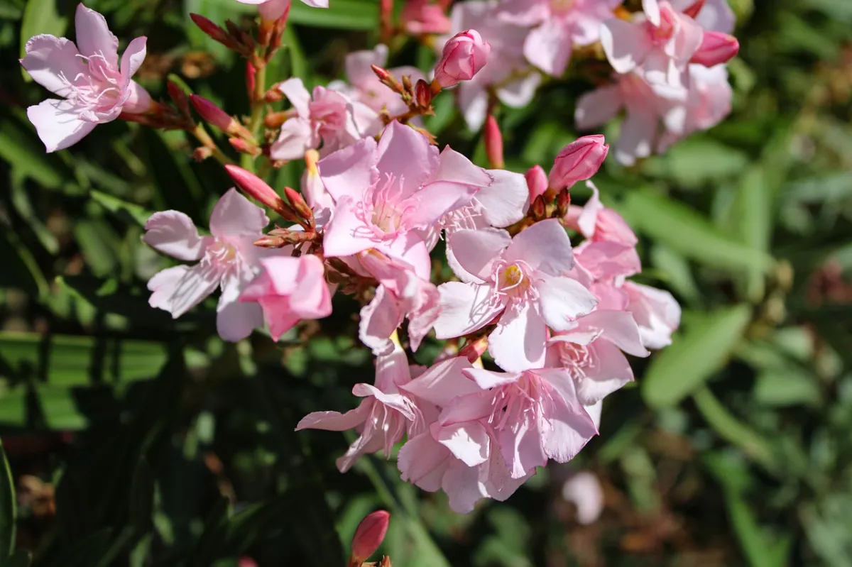 fertiliser un laurier rose printemps avant floraison engrais naturel