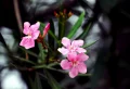 Quel engrais naturel pour laurier-rose utiliser ? Nos conseils pour une fertilisation correcte de l’arbuste