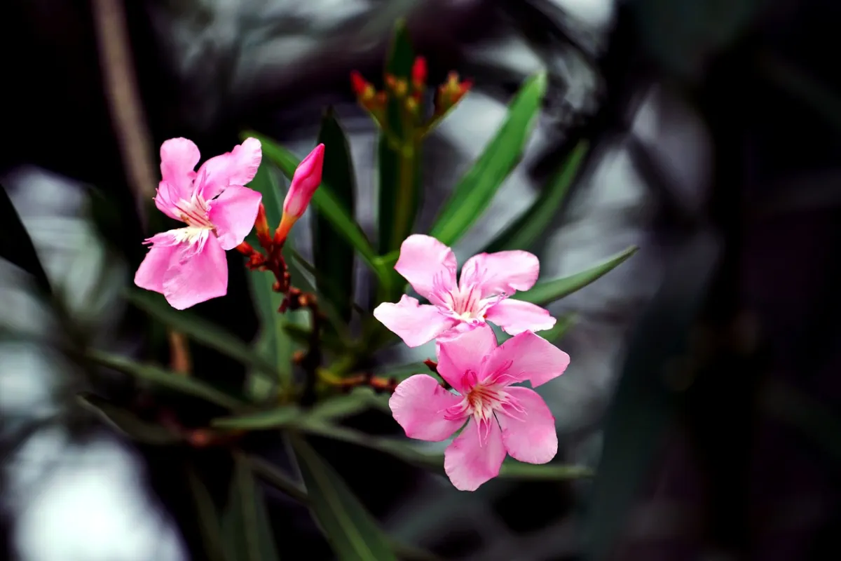 Saludable hojas verdes planta rosa flores adelfa cuidado