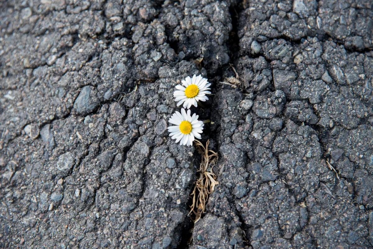 fleur jaune qui a détruit l'asphalte