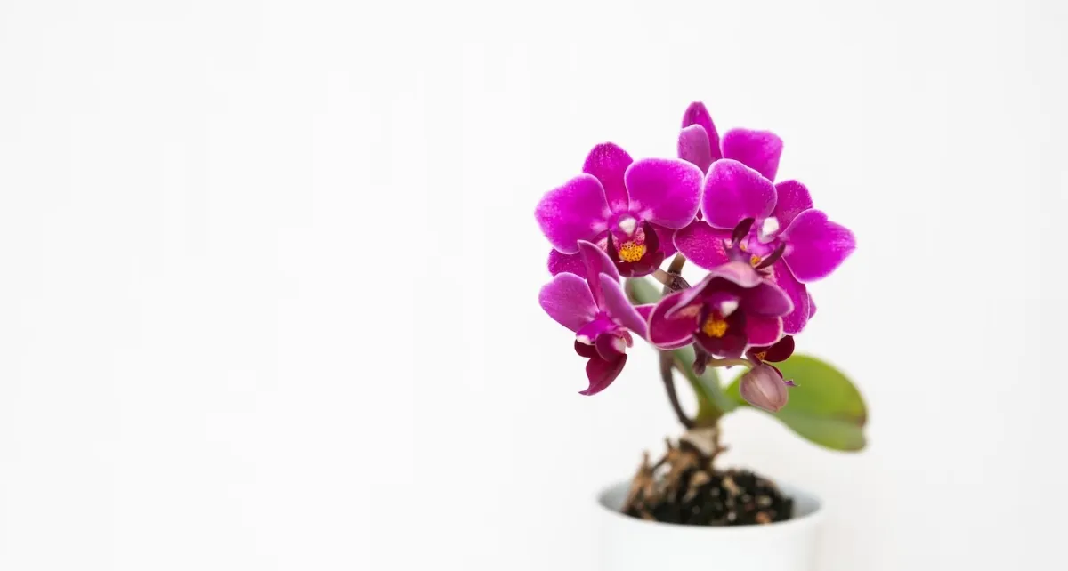 fleurs orchidee violet pot substrat melange terreau draine sol