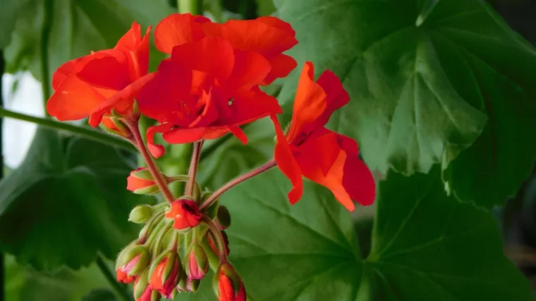 fleurs rouges geranium espece floraison feuillage vert soins plantes exterieur
