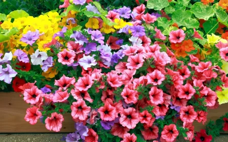 fleurs vivaces a planter en mars le petunia de differentes couleurs