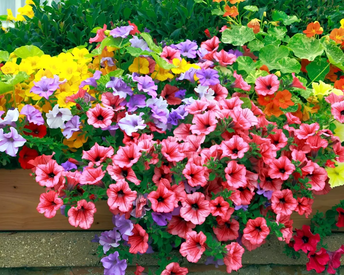 fleurs vivaces a planter en mars le petunia de differentes couleurs