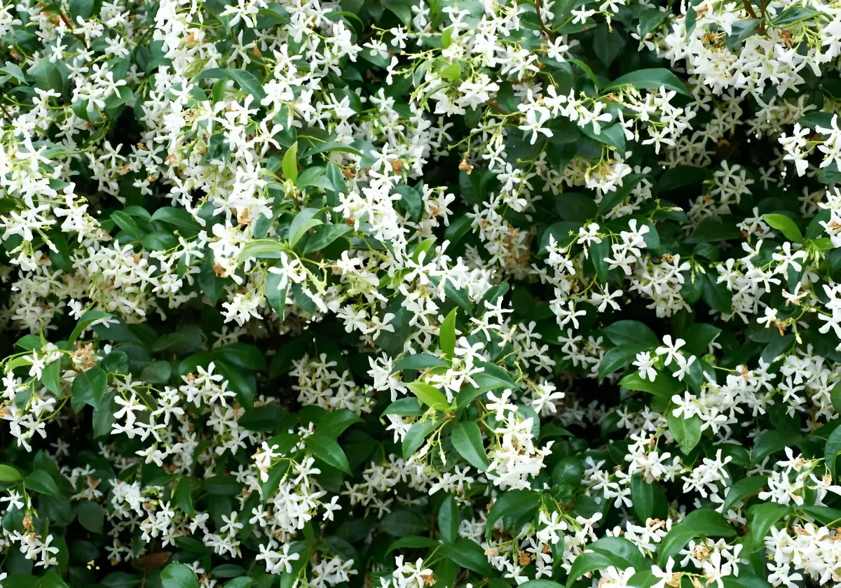 floraison abondante de jasmin etoile blanc