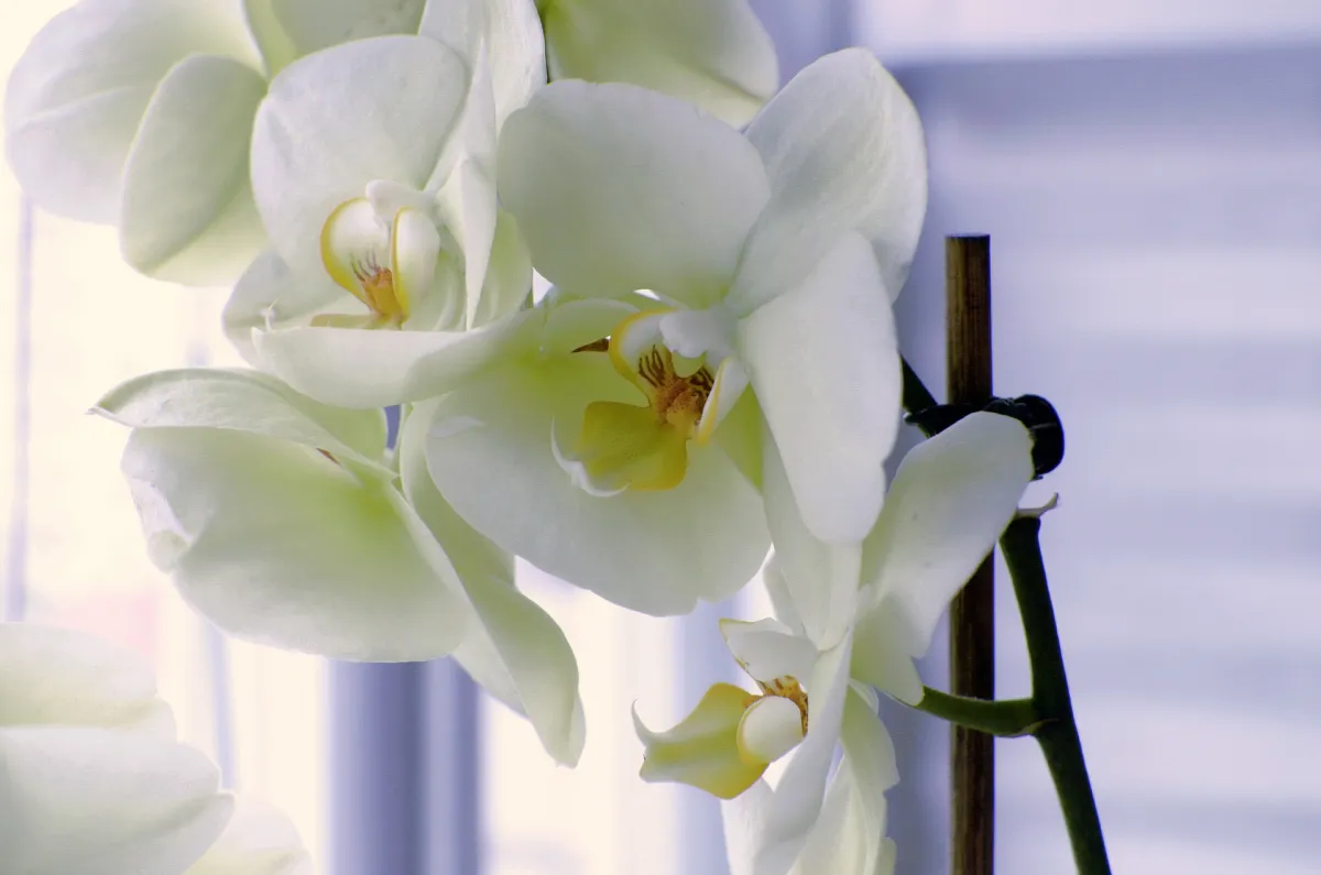 floraison abondante orchidee entretien support fleurs blanches