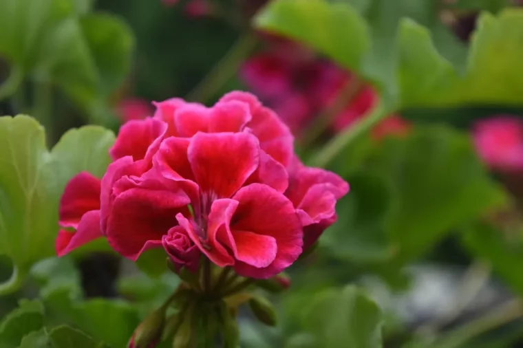 floraison geranium engrais utilisation nourrir les geranium fleurs