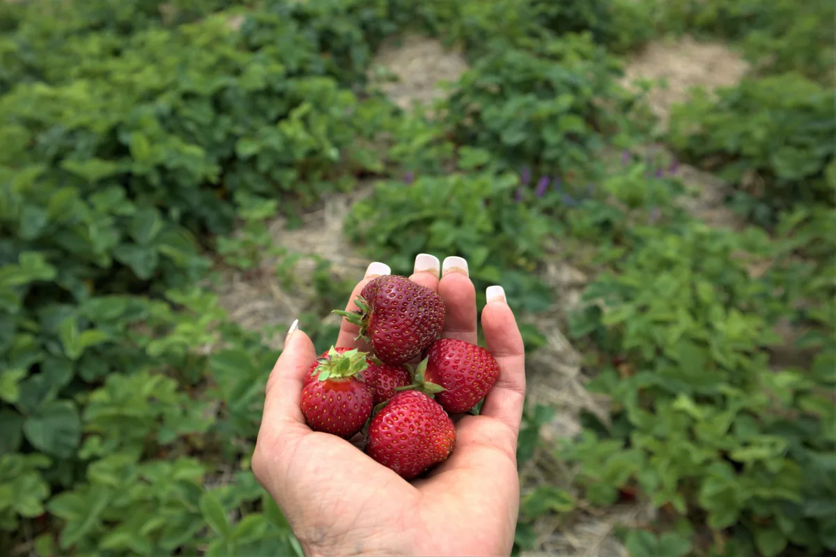 fraise plantation et entretien pour obtenir des fraises sucrées