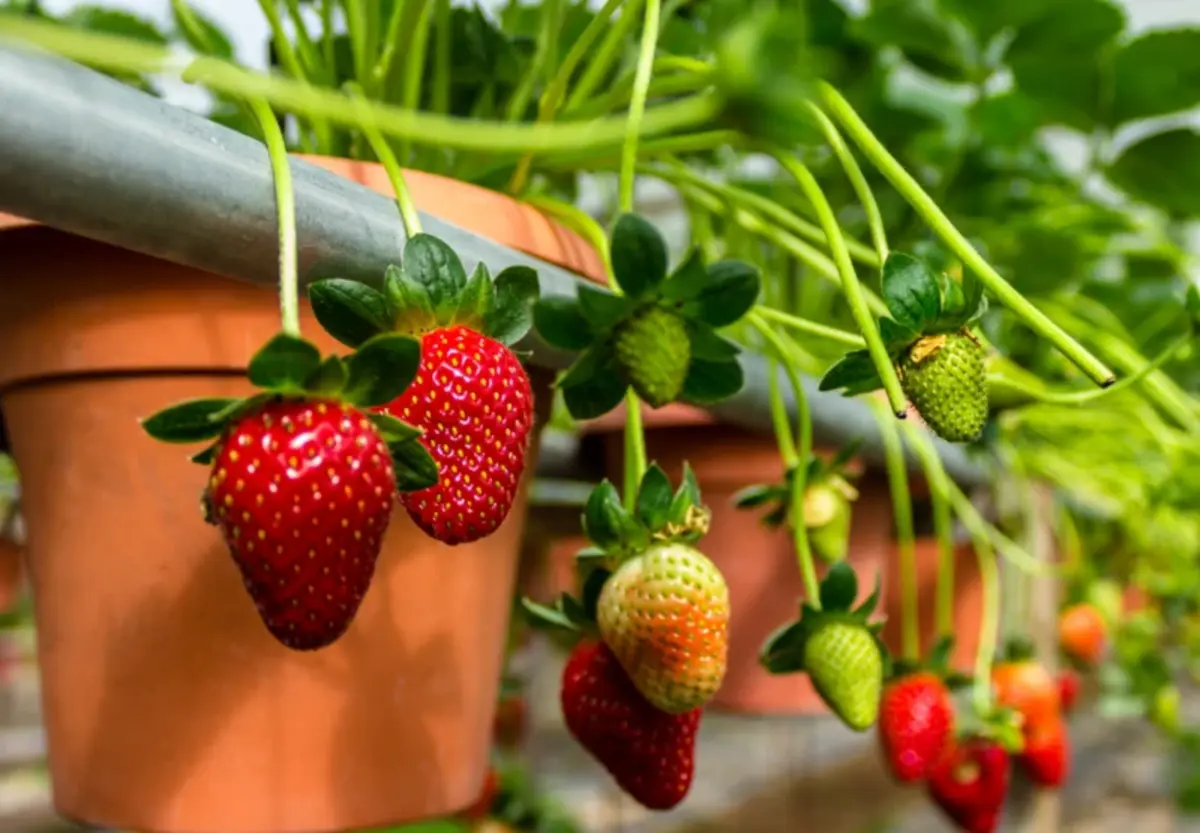 fraises en pot sur balcon