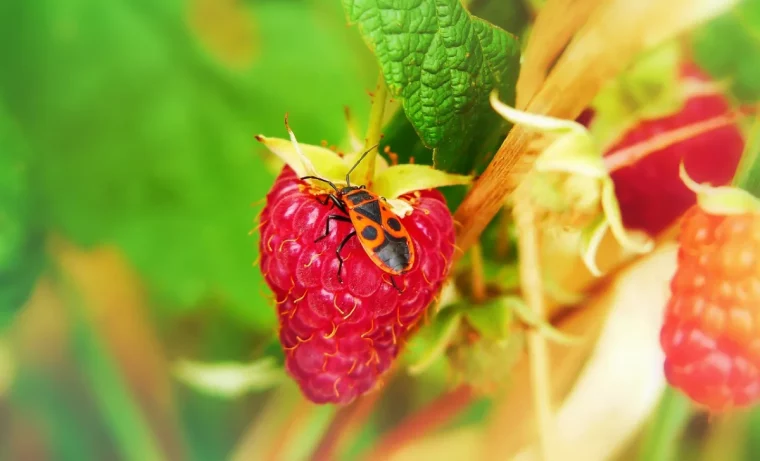 fruit rouge framboise insecte nature feuillage vert tiges